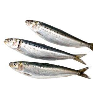 sardines