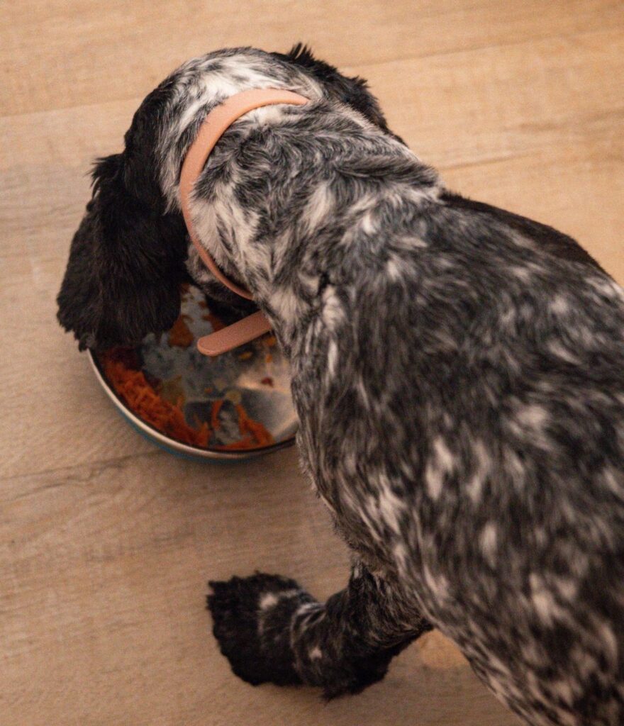 a dog eating his raw dog food meal