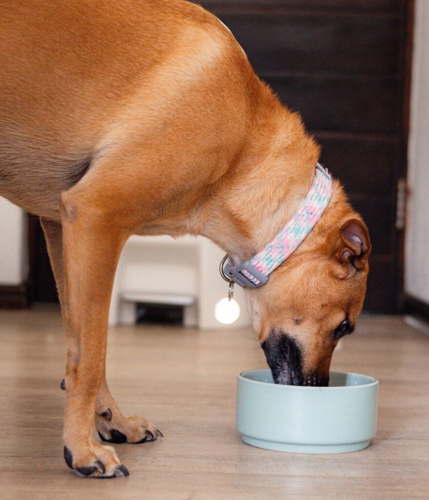 a canine eating his raw dog food meal