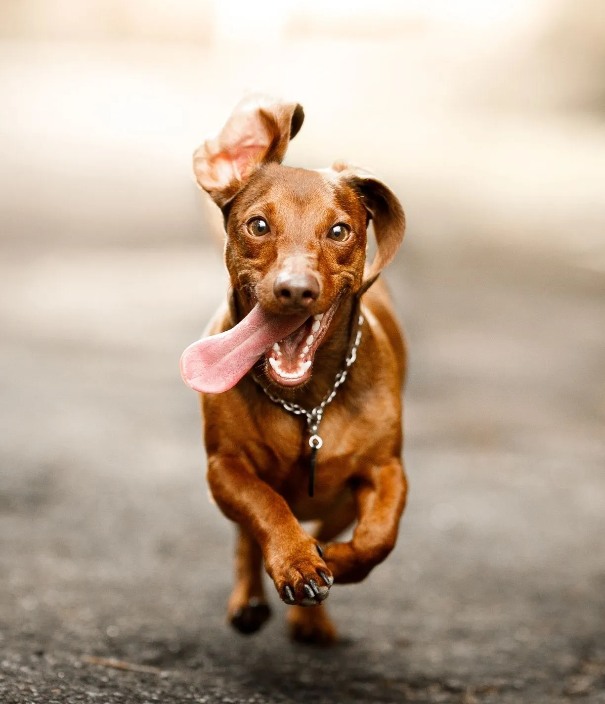 happy wildbowlco dog